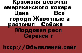 Красивая девочка американского кокера › Цена ­ 35 000 - Все города Животные и растения » Собаки   . Мордовия респ.,Саранск г.